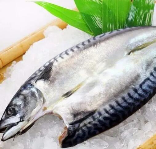 挪威鯖魚(yú).jpg
